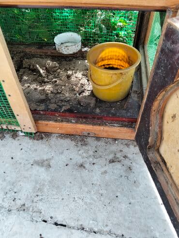 quş yuvasi: Cüce yuvasi tecili satilir qalib heyetde yagisin altinda — 2