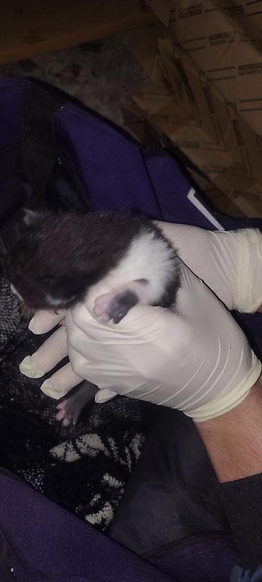 Erkək, Yaxşı əllərə, Ünvandan götürmə