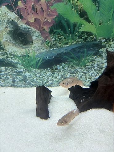 Cixlid balığı, Yırtıcı