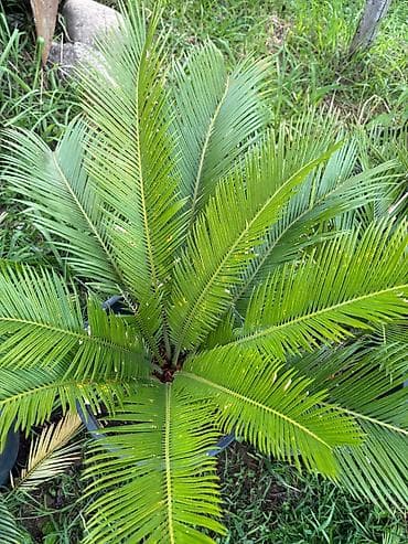 saxsı dibcək: Sago xurması (Cycas revoluta) – qara plastik dibçəkdə dekorativ — 1