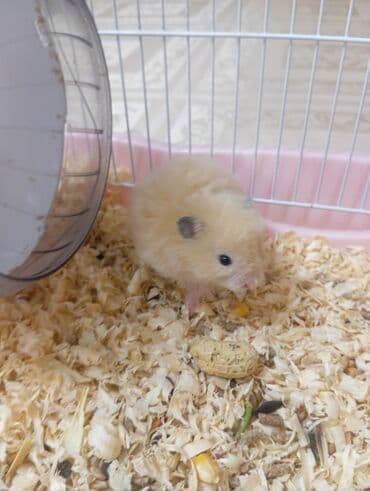 Pişiklər: Ev heyvanı – hamster (Suriya/qlodman tipli, uzun tüklü) — 2