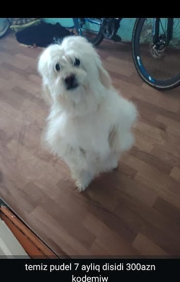 Eşşəklər: Pekin cinsi balalar – erkək, 50 günlük. - Yumuşaq, sıx ağ tüklü, yastı — 2