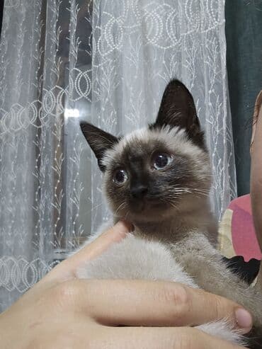 van pişiyi qiymeti: Siam, Dişi, Yaxşı əllərə, Ünvandan götürmə — 4