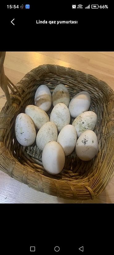 Süd məhsulları və yumurtalar: Məhsul: Qaz yumurtası. İRİ sortu. Təsvir: - Ağımtıl qalın qabıqlı — 4