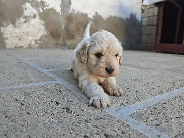 diri quzu: Golden retriver balasi 1 erkek 1 dişi bala qalib, 11.04.2026 — 1