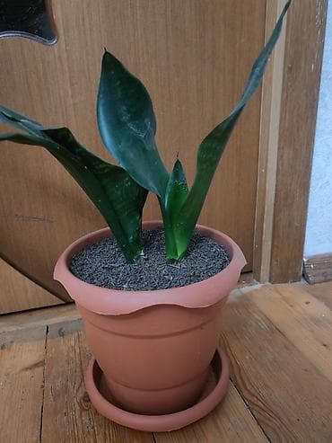 kalanxoye bitkisi: Sansevieria gülü - Növ: Sansevieria trifasciata (Qaynanadili) - — 1