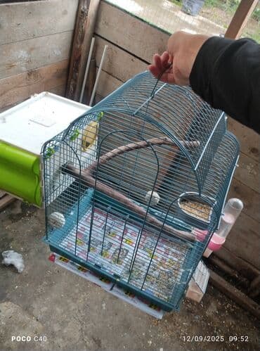 elf bar en ucuz: Qefes 15.45 azn yeke iri qefeslerdi balacada var Tezedi Qəfəs — 2