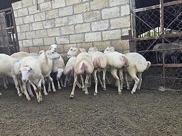 goyərcin satılır: Dişi, il: 1, 500 kq, Damazlıq, Ödənişli çatdırılma — 4