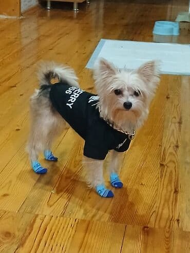 Yorkşir teryer, 1 il, Dişi, Peyvəndli, Ödənişli çatdırılma