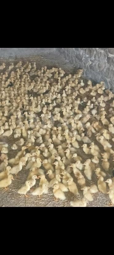 Atlar: Sarı tüklü ördək balaları – intensiv böyümə üçün seçilmiş partiya. - — 2
