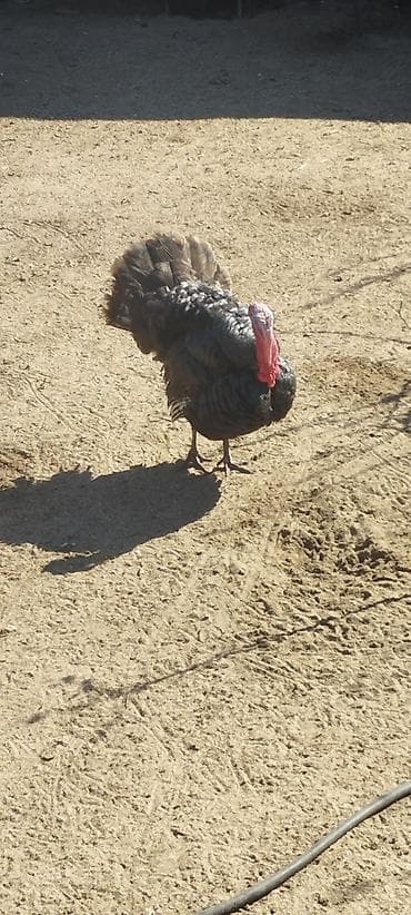 hind quşu cucesi: Erkək, Damazlıq — 2