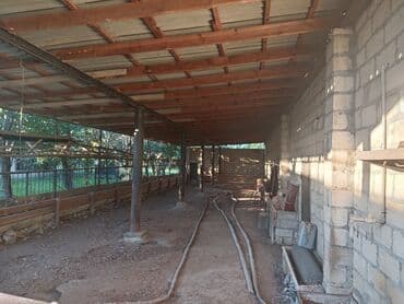 Otaqlar: Ferma təsərrüfatı üçün hazır təsərrüfat sahəsi və tikililər - — 1