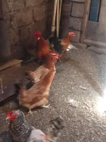 quş bazarı: 1 il 10 günlük toyuqlardır. 1 xoruz,7 toyuq. 12 manatdır. Saso — 2
