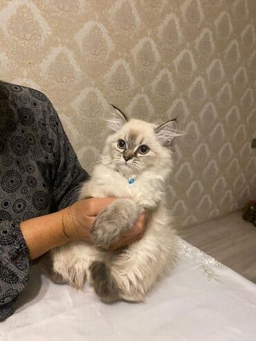 şotlant pisiyi: Britan — 5