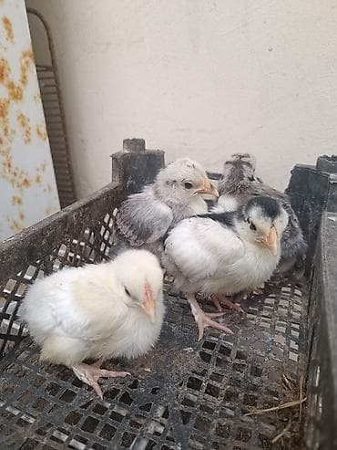 Heyvanlar üçün mallar: Toyuq cücələri, Damazlıq — 4