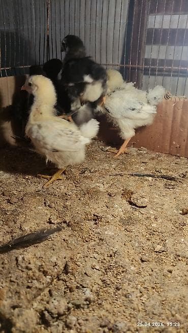 1 ayliq cuce satisi: Damazlıq — 2