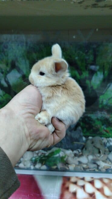 работа выгул собак бишкек: Karlik dovsan lar var satisda Vatsapda aktivdi Dovsan ayit Qefes de — 9