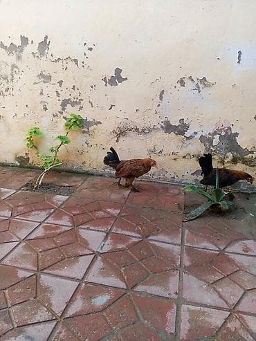 теке: Курица, Для разведения — 2