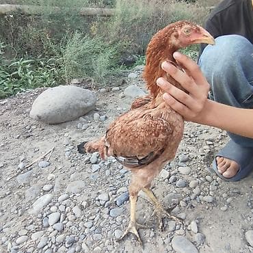 quşlar: 4 ay yarımndadır Heyvan tam sağlamdır dermanlari verilib Tecilu — 2