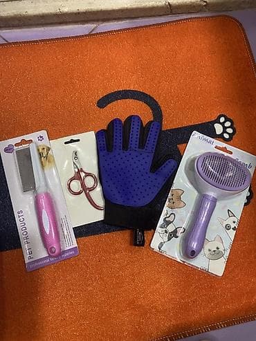 şinşila pişik: Şotland yastı qulaq, Dişi — 9