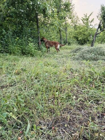 qafqaz çoban iti: Belçika çoban iti, 2 ay, Dişi, Ödənişli çatdırılma — 5