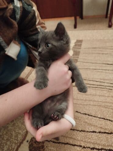 lalafo pişik satışı: Britan, Erkək, Yaxşı əllərə — 5