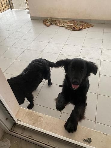 it sahiblenme: 5 ay, Dişi — 4