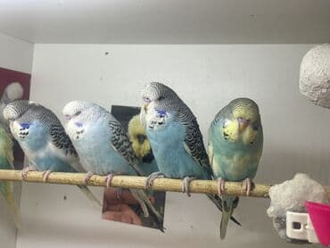 taxta qəfəs: Məhsul: Dalmatin/klassik rəngli dalğıç paraketlər (budaq kanareyası – — 2