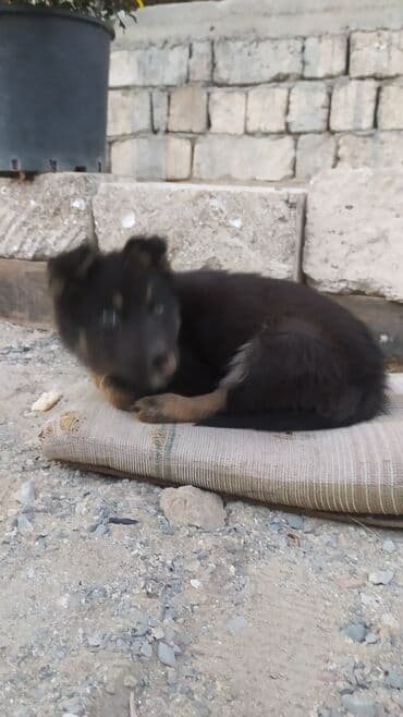 Gəmiricilər: Alman Ovçarkası - Cinsə bənzər görünüş: qara rəng üstünlükdə, qəhvəyi — 9