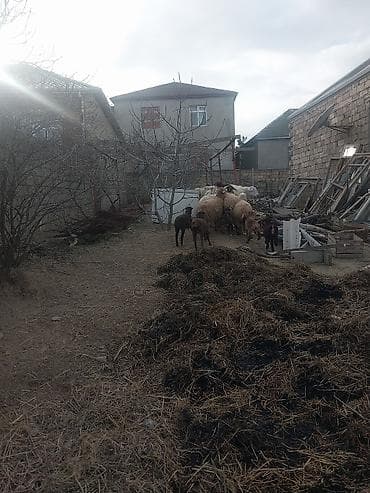 meymun sekli: 400 manatda 750 manata kimi var — 6