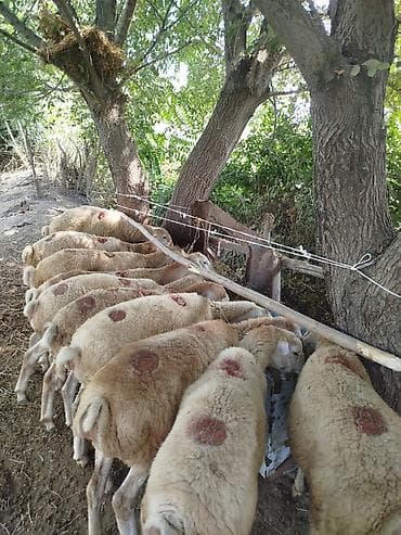 Qoyun sürüsü – ətlik/çobanlıq üçün - Şəkillərdə görünən eyni partiya lalafo.az -da Qoyun sürüsü – ətlik/çobanlıq üçün - Şəkillərdə görünən eyni partiya