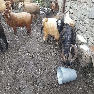 heyvan bazari keci: Erkək, il: 1, Damazlıq, Ətlik — 1