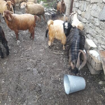 Gəmiricilər: Satılır – yerli cins keçilər sürüsü - Şəkillərdə müxtəlif rəngli və — 5