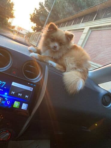 Gəmiricilər: Şpitz — 2