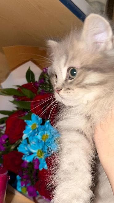 pişik daşıma: Şotland — 7