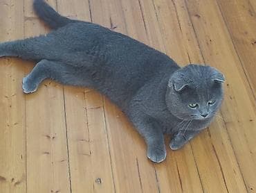 pisik latoku: Britan, Erkək — 2