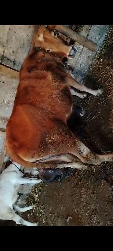 holstein inek: Dişi, il: 2, 245 kq, Damazlıq, Südlük, Ətlik — 3