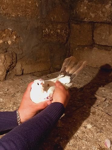 drakon goyərcin: Salam qirmiz quyurugdu maya olmadi oz quwlarim balasdi — 4