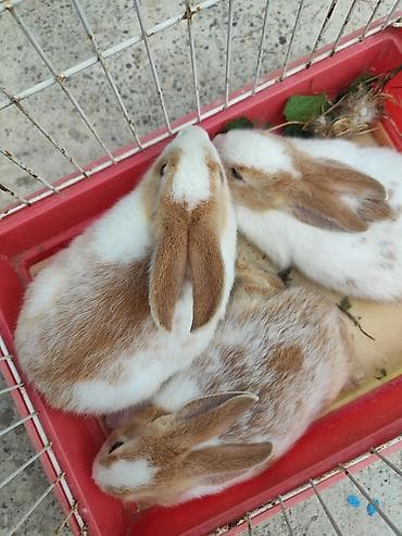imişli yemi: Məhsul: Ev dovşanları, çatdırılma var Təsvir: - Rəng: ağ-qəhvəyi — 5
