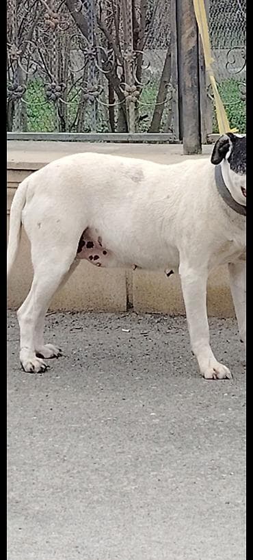 golden it cinsi: Pitbul, 3 il, Dişi, Cütləşmə üçün — 4