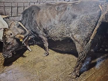 inəy quba: Satılır: ana bala satılır 4cu bala yanında fevralın 21i doğub hazırda — 2