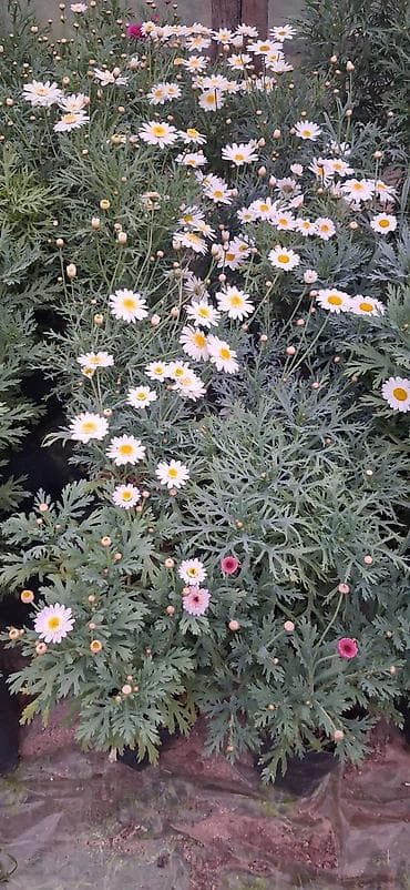 atatürk çiçeyi: Margaritka (Argyranthemum frutescens) kolları – ağ və çəhrayı — 2