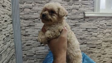 baliq qulagi: Pudel — 4