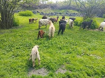 zaqatalada keci satilir: Salam Gördüyünüz xırda buynuz heyvanlar Satılır ümumilikdə 17 Ana 17 — 3