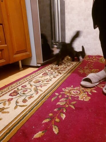 где можно купить котенка: Məhsul: Ev pişiyi və balası Təsvir: - Şəkillərdə iki pişik görünür — 5