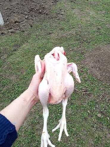 desmal destleri instagram: Kənd toyuğu Toyuq Bütöv — 3