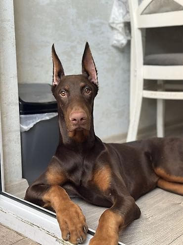 it pisik sekilleri: Doberman, 6 ay, Erkek, Peyvəndli, Ünvandan götürmə — 1