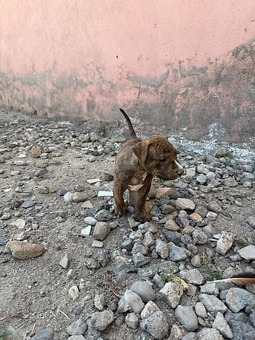 pitbul balası: Pitbul, 1 ay — 3