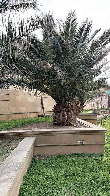 zeytun agaclari: Xurma (palma) ağacı – iri ölçülü, dekorativ landşaft üçün - Növ — 1