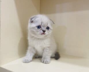 etibarlı ellere verilir it: Britan, Dişi, Yaxşı əllərə, Ünvandan götürmə, Pulsuz çatdırılma, Ödənişli çatdırılma — 1